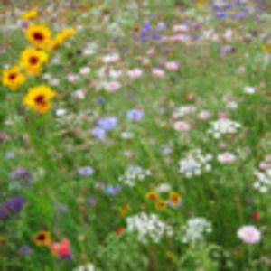 Meet your Posher, Sonia